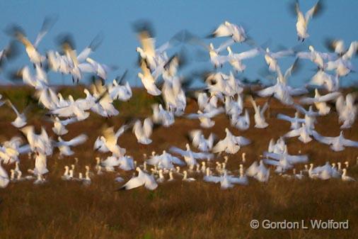 Snow Geese Flyout_30623.jpg - Snow Geese (Chen caerulescens) photographed at dusk along the Gulf coast near Port Lavaca, Texas, USA.